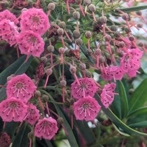 KALMIA ANGUSTIFOLIA