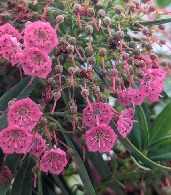 KALMIA ANGUSTIFOLIA