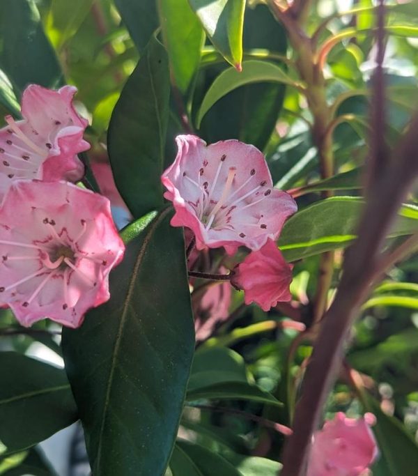 KALMIA LATIFOLIA `NIPMUCK`