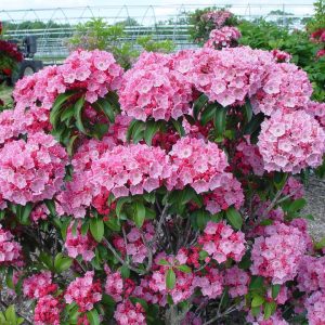 KALMIA LATIFOLIA `PINK GLOBE`