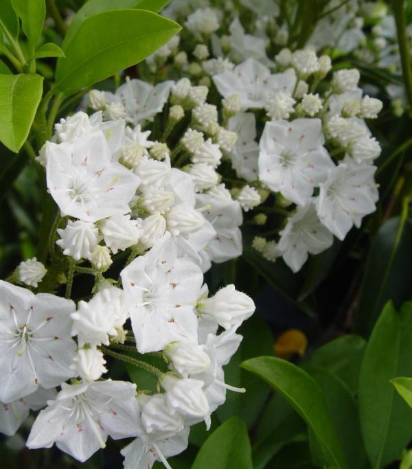 KALMIA LATIFOLIA `SNOWDRIFT`