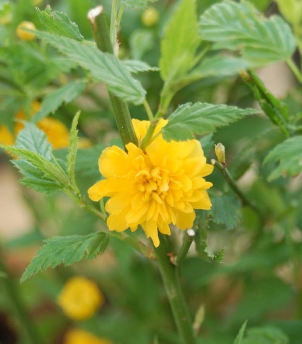KERRIA JAPONICA