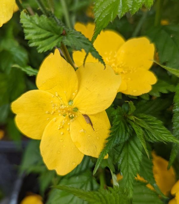 KERRIA JAPONICA `GOLDEN GUINEA`