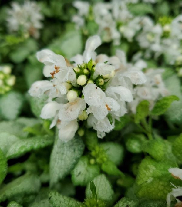 LAMIUM MACULATUM `WHITE NANCY`