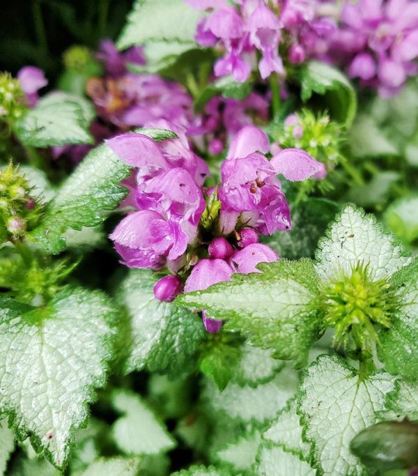 LAMIUM `ORCHID FROST`