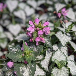 LAMIUM MACULATUM `PINK CHABLIS`
