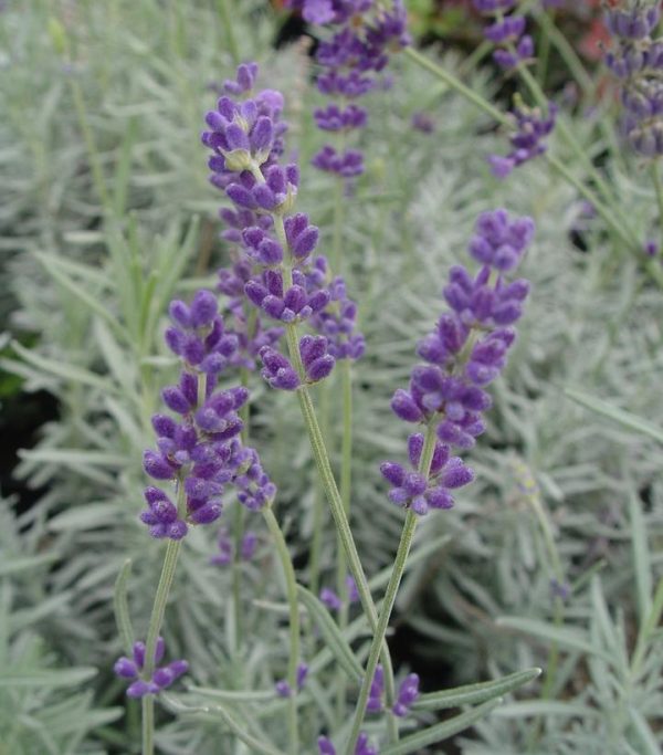 LAVANDULA ANGUSTIFOLIA `HIDCOTE`