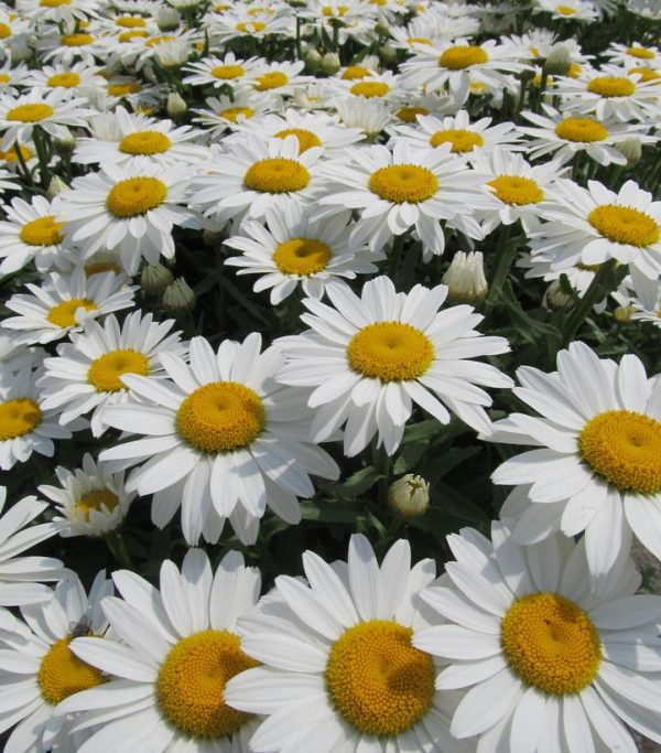 LEUCANTHEMUM X SUPERBUM `SNOW CAP`