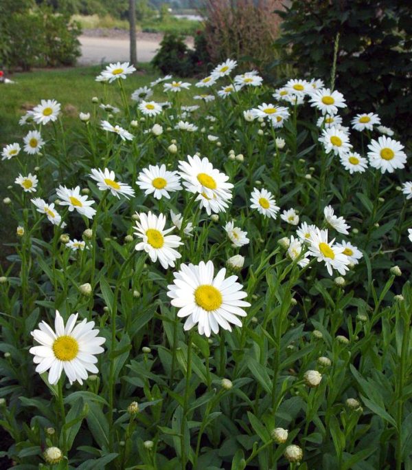 LEUCANTHEMUM X SUPERBUM `BECKY`