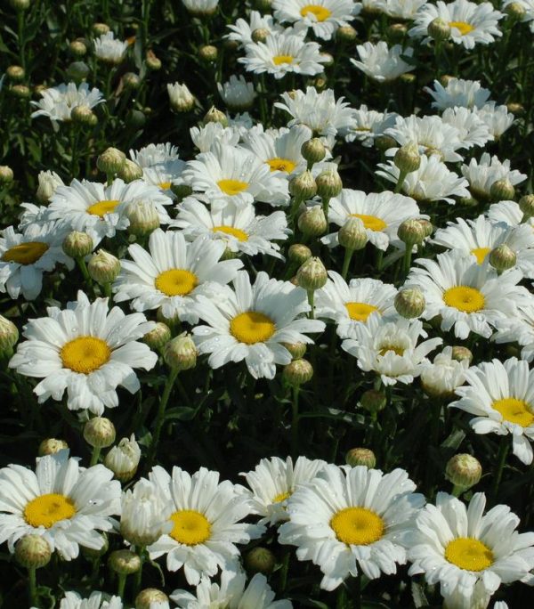 LEUCANTHEMUM AMAZING DAISIES `DAISY MAY`