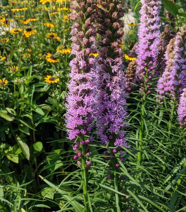 LIATRIS SPICATA `KOBOLD ORIGINAL`