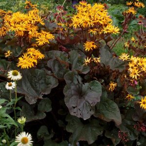 LIGULARIA DENTATA `BRITT MARIE CRAWFORD`