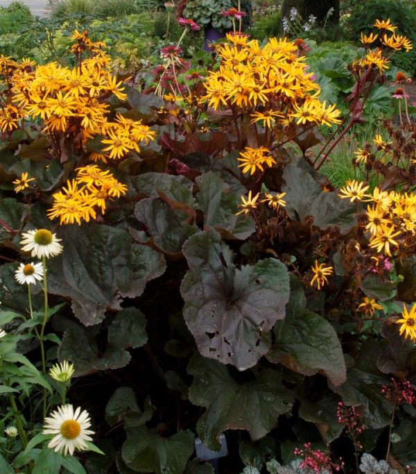 LIGULARIA DENTATA `BRITT MARIE CRAWFORD`