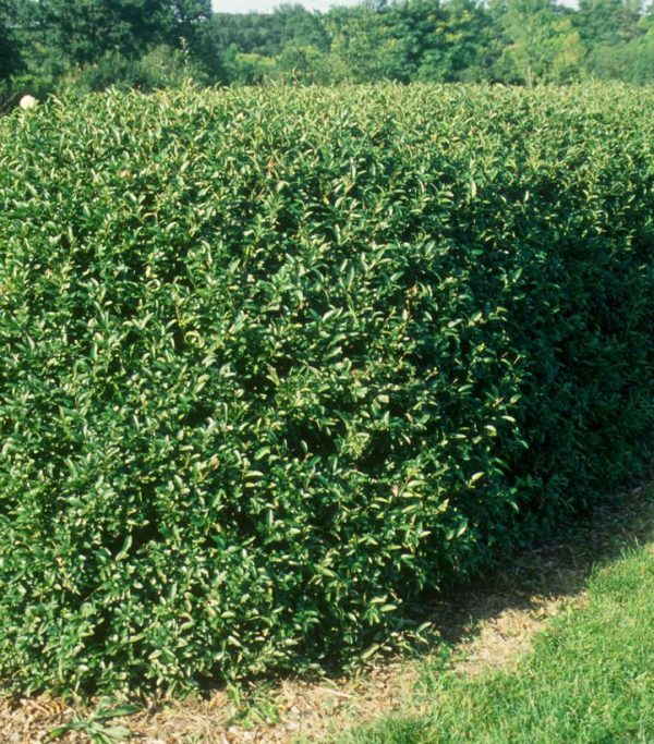 LIGUSTRUM OVALIFOLIUM