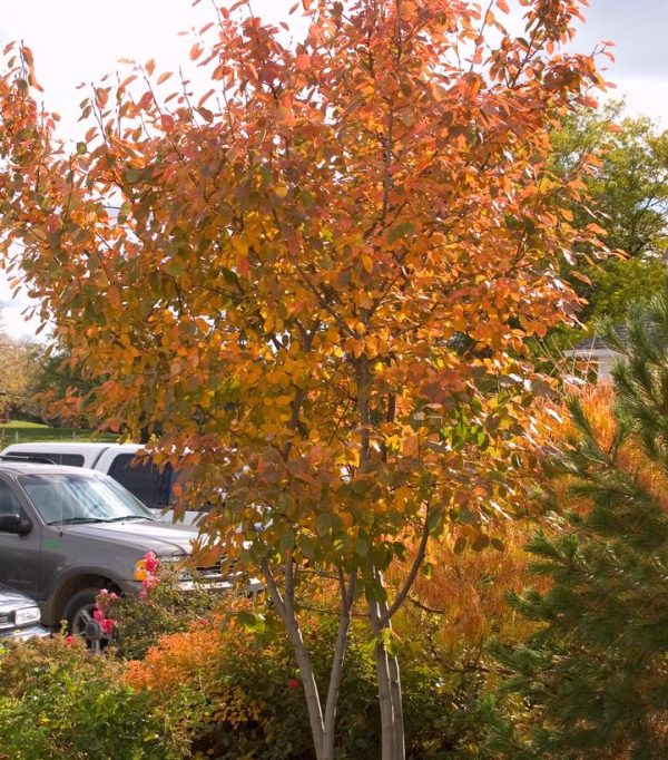 AMELANCHIER `AUTUMN BRILLIANCE` - CLUMP