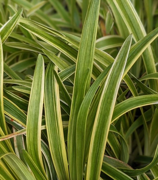 LIRIOPE MUSCARI `VARIEGATA`