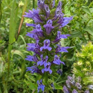 LOBELIA SIPHILITICA
