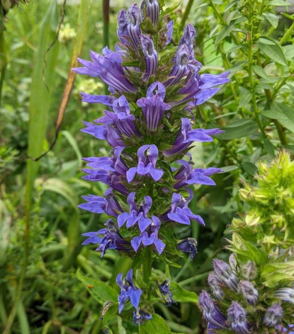 LOBELIA SIPHILITICA
