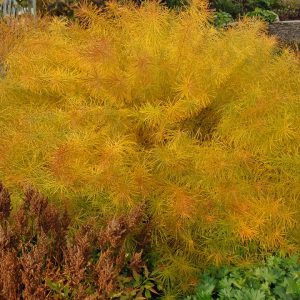 AMSONIA HUBRECTII