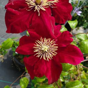 CLEMATIS `CHARMAINE` (MUST SLEEVE)