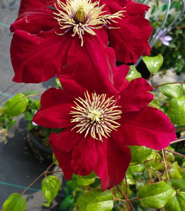 CLEMATIS `CHARMAINE` (MUST SLEEVE)