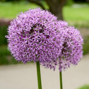 ALLIUM CHRISTOPHII