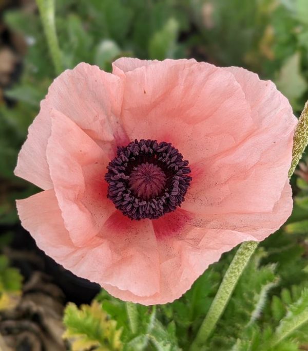 PAPAVER ORIENTALE `CARNEUM`
