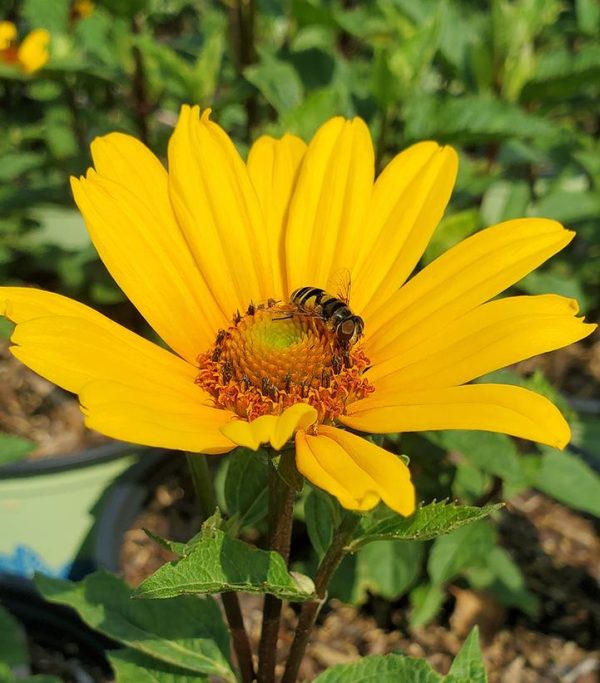 HELIOPSIS HELIANTHOIDES `PUNTO ROSSO`