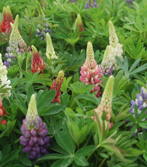 LUPINUS `RUSSELL HYBRIDS` MIX