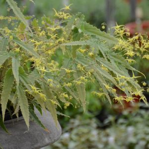 EPIMEDIUM SSP. NOVA `SPINE TINGLER`