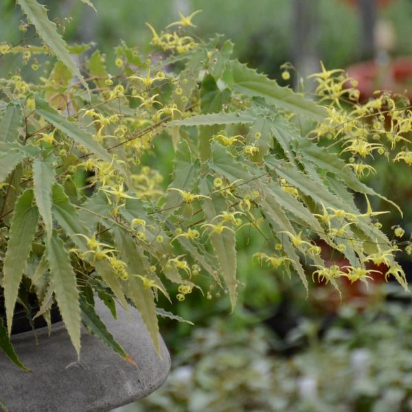 EPIMEDIUM SSP. NOVA `SPINE TINGLER`