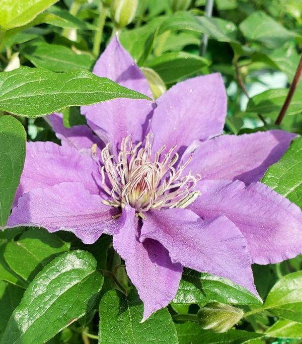 CLEMATIS `BIJOU`