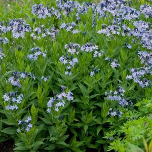 AMSONIA TABERNAEMONTANA `BLUE ICE`