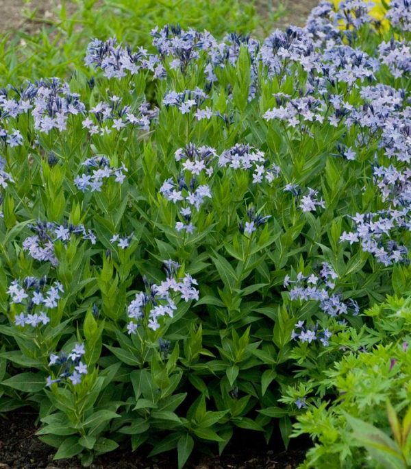 AMSONIA TABERNAEMONTANA `BLUE ICE`