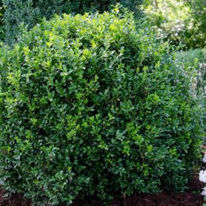 BUXUS NEWGEN `INDEPENDENCE`