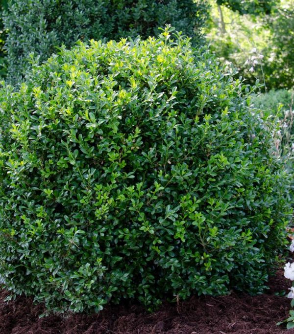 BUXUS NEWGEN `INDEPENDENCE`