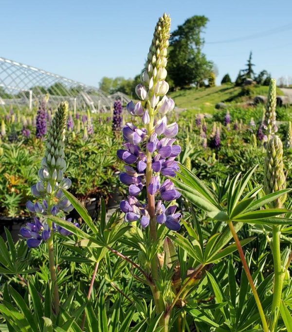 LUPINUS `GALLERY BLUE`