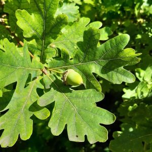 QUERCUS ALBA
