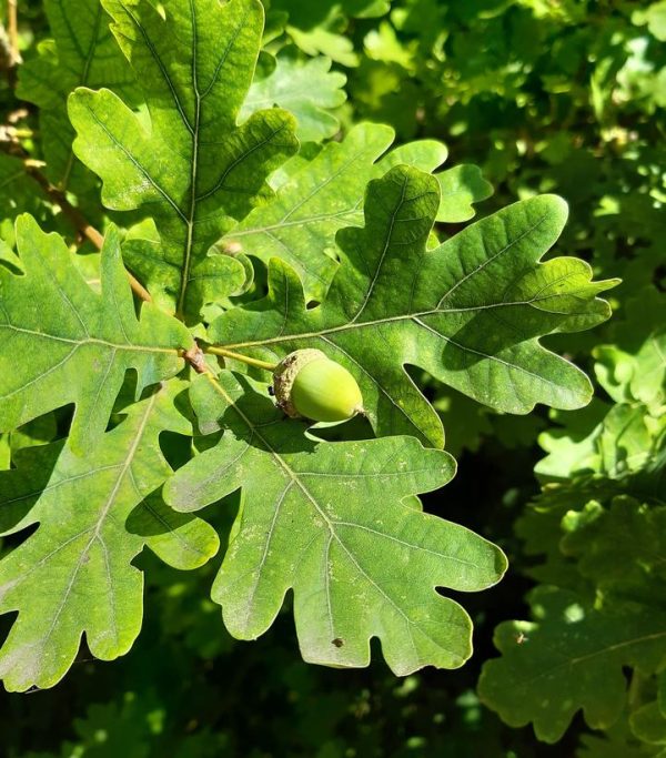 QUERCUS ALBA