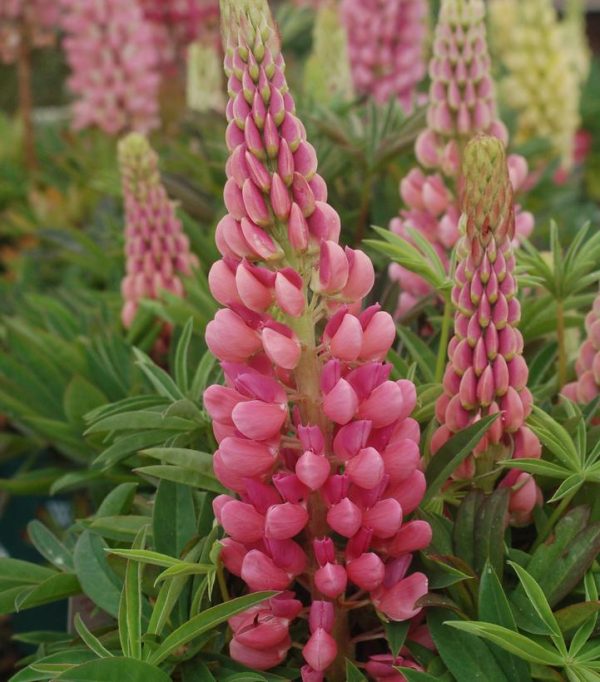 LUPINUS `GALLERY PINK`