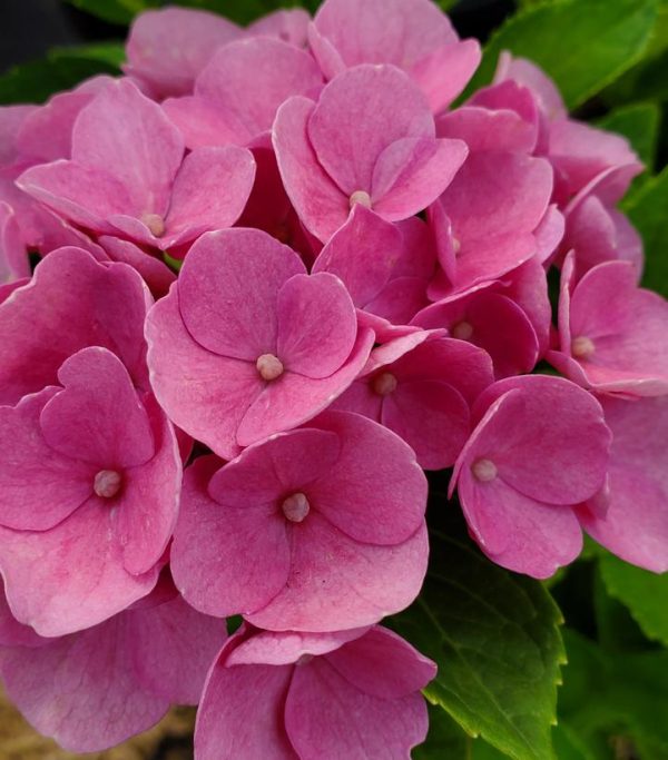 HYDRANGEA M `ELIZABETH ASHLEY`