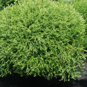 THUJA OCCIDENTALIS `PANCAKE`
