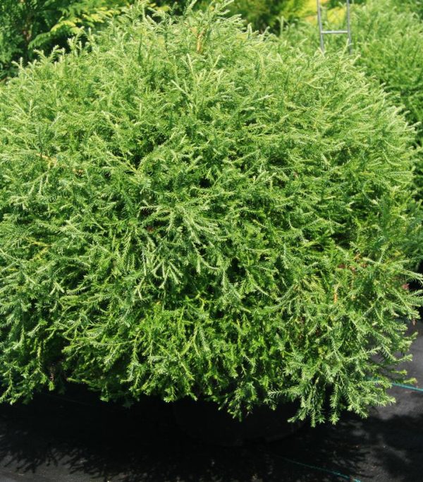 THUJA OCCIDENTALIS `PANCAKE`