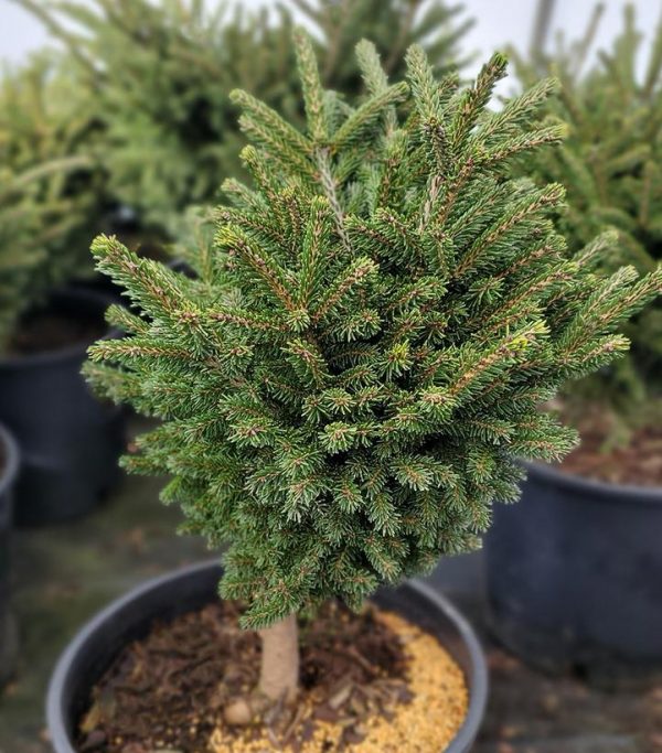 PICEA ORIENTALIS `BERGMANS GEM` - STD