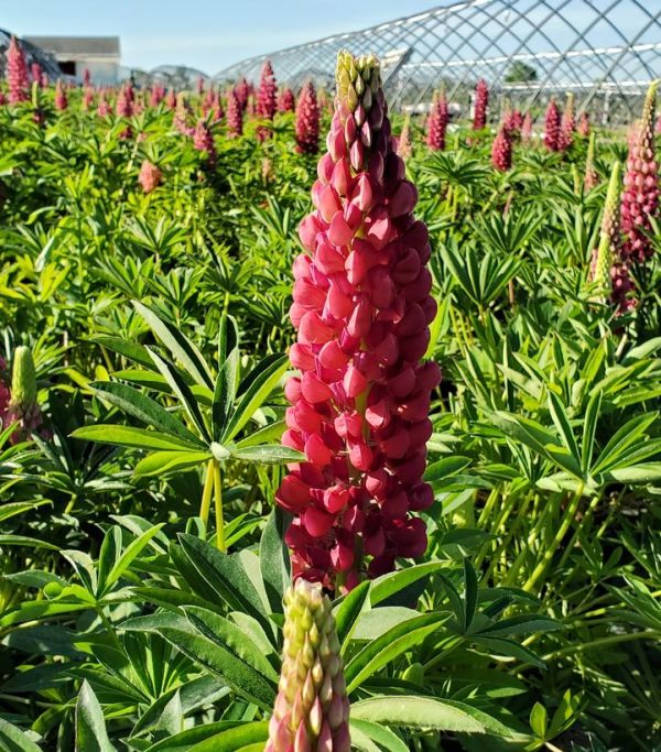 LUPINUS `GALLERY RED`