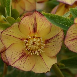 HELLEBORUS HONEYMOON `TROPICAL SUNSET`