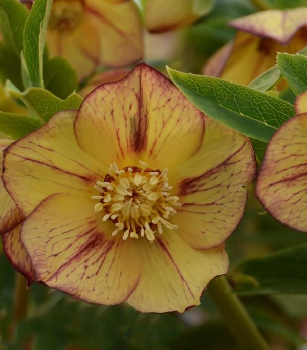 HELLEBORUS HONEYMOON `TROPICAL SUNSET`