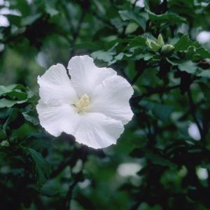 HIBISCUS SYRIACUS `DIANA`