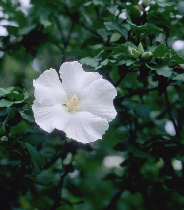 HIBISCUS SYRIACUS `DIANA`