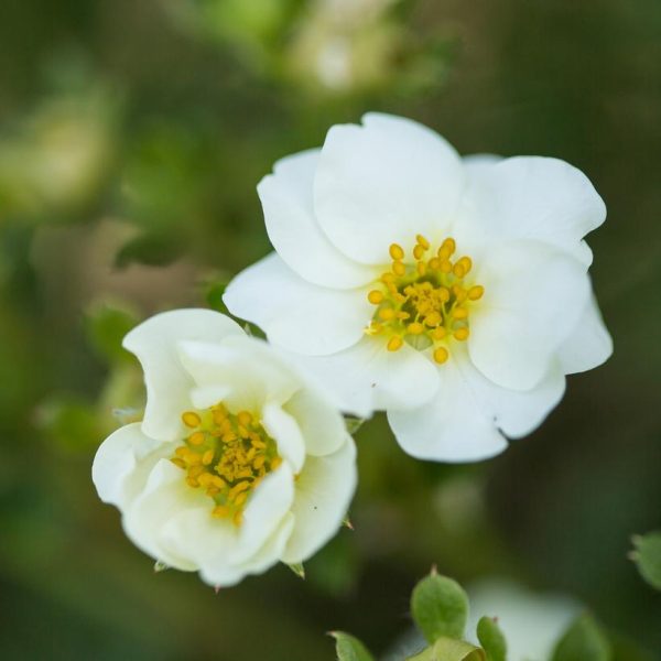 POTENTILLA FRUTICOSA `CREME BRULEE`